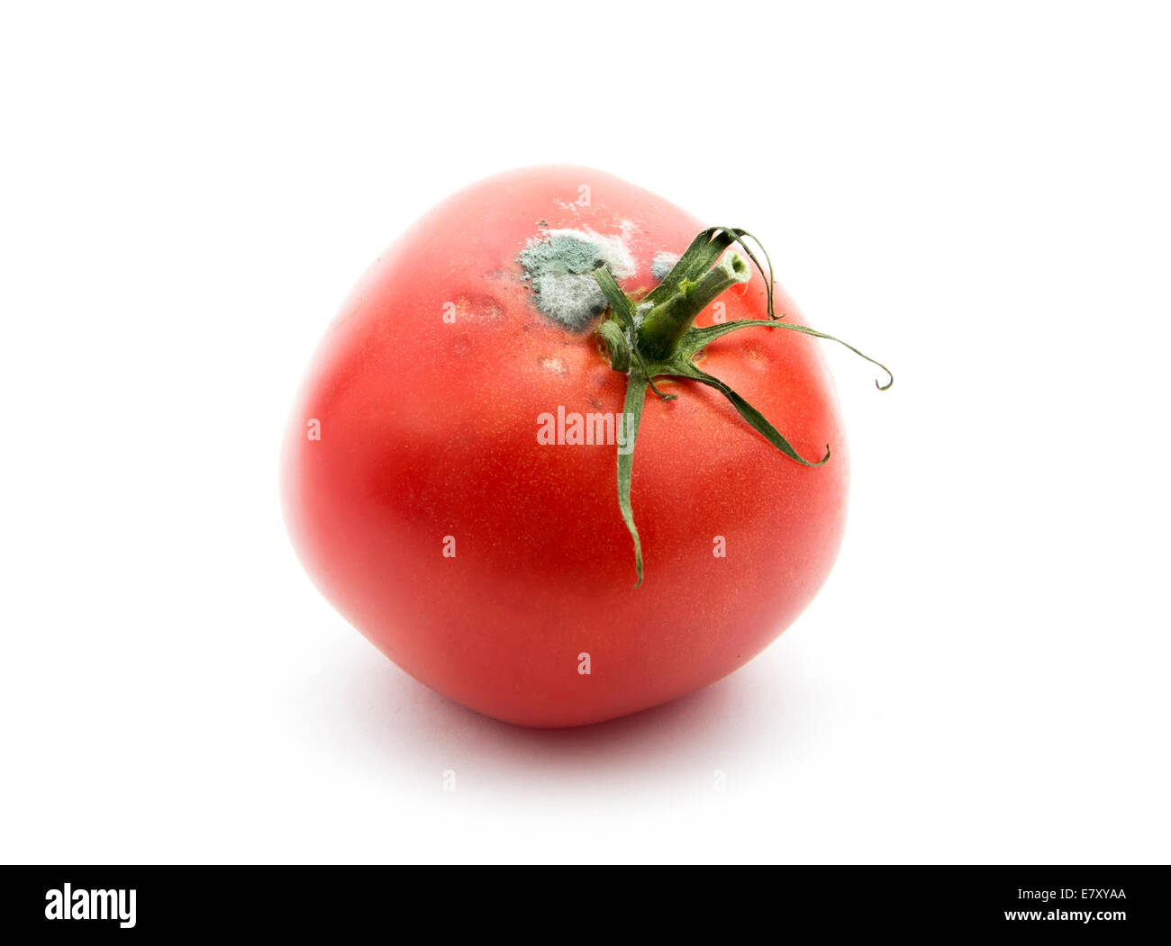 Rotten alte Tomate mit Mehltau isoliert auf weißem Hintergrund Stockfoto