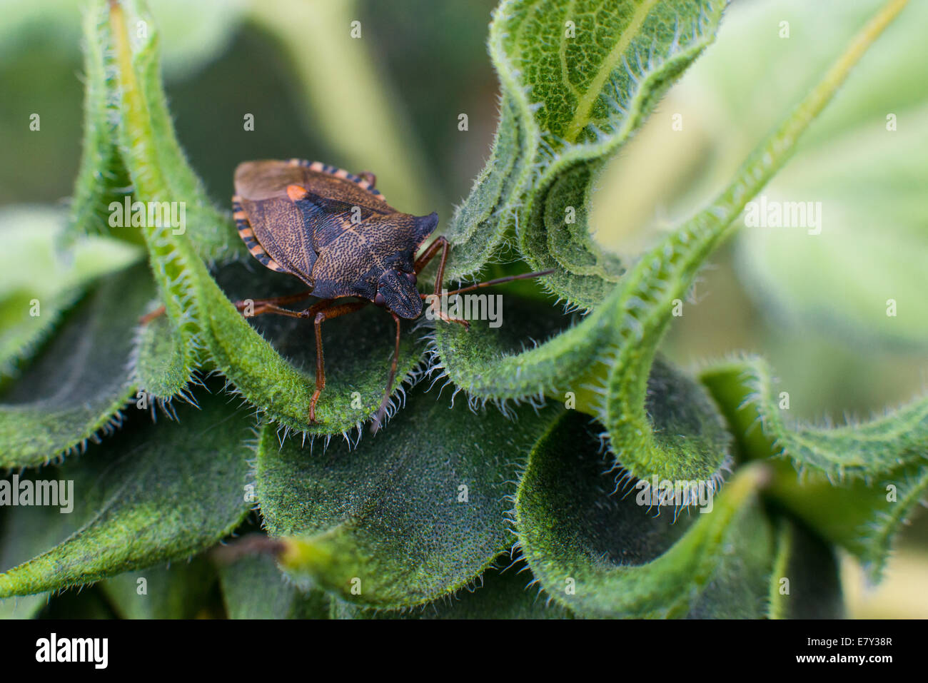 Orb Spider Stockfoto