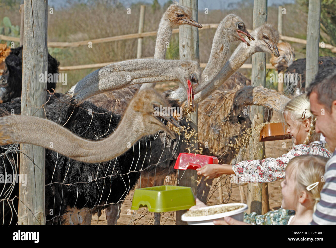 Strauß, gesehen in einem Bauernhof in der Insel von Mallorca, Spanien Stockfoto