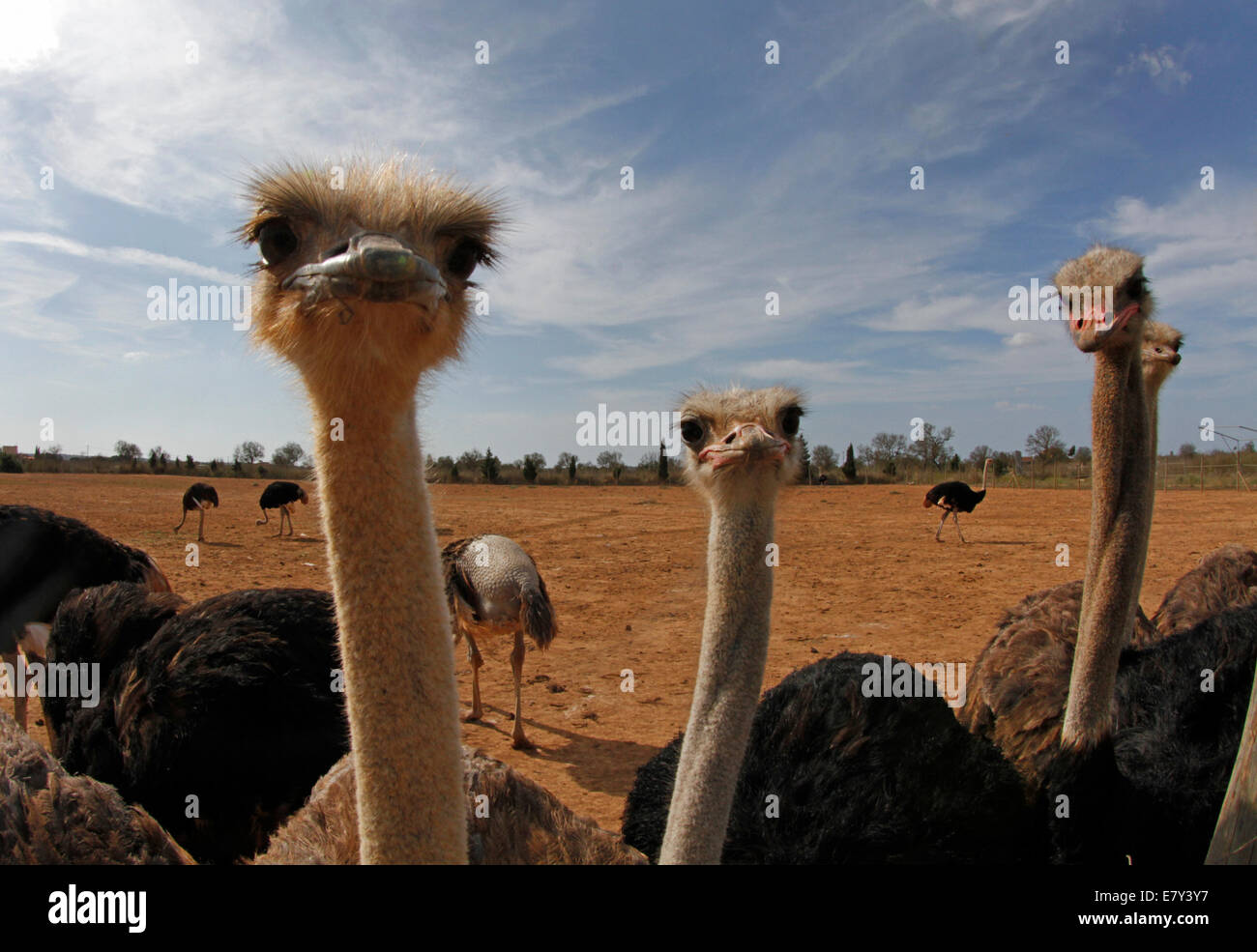 Strauß, gesehen in einem Bauernhof in der Insel von Mallorca, Spanien Stockfoto