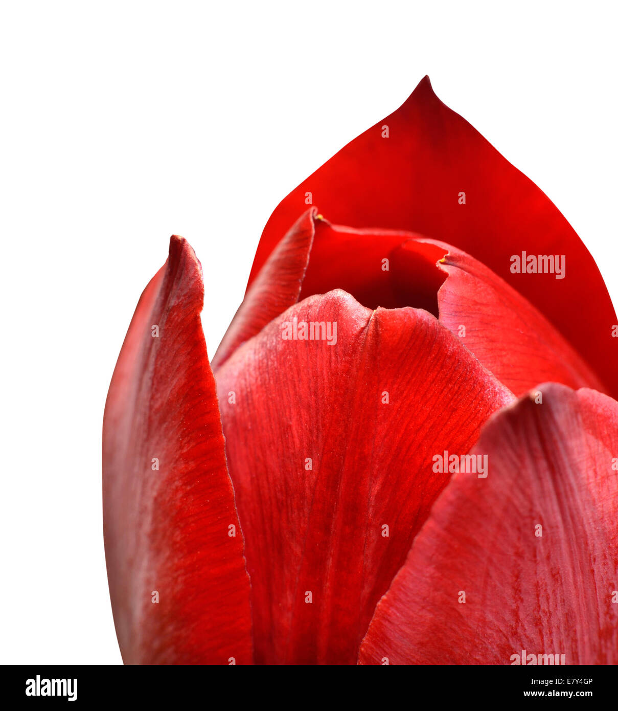 Rote Tulpe Flowerhead Makro Nahaufnahme isoliert auf weißem Hintergrund. Stockfoto