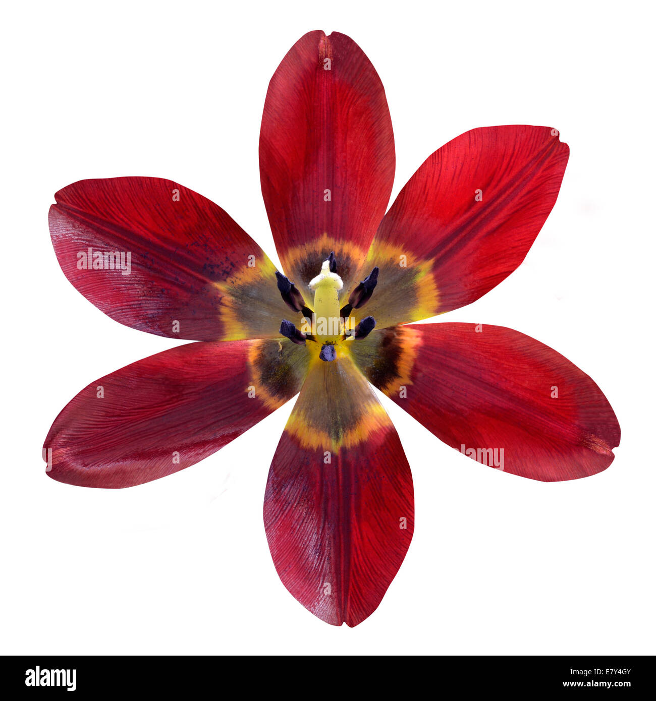 Rote Lilie Blume öffnete isoliert auf weißem Hintergrund Stockfoto