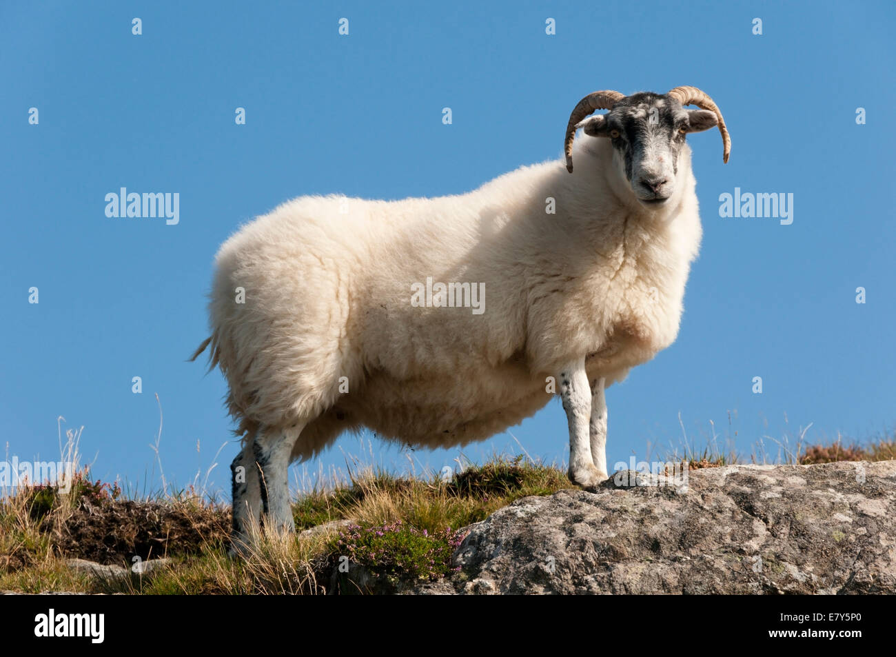 Ein Scottish Blackface Schafe auf einer äußeren Hebriden-Hügel. Stockfoto