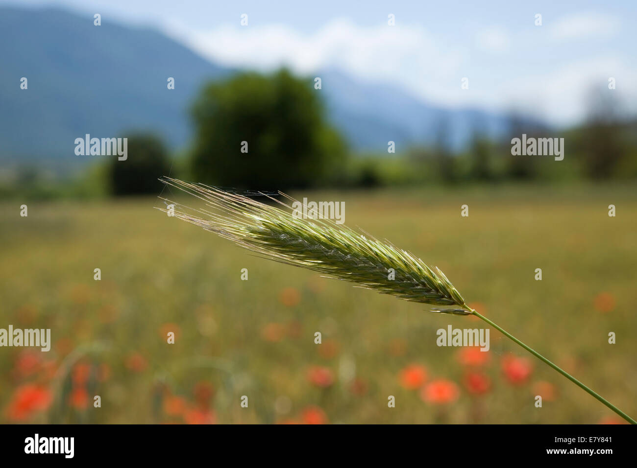 einzelne Spreu von Weizen wächst in einem Feld in einer warmen und sonnigen Landschaft Stockfoto