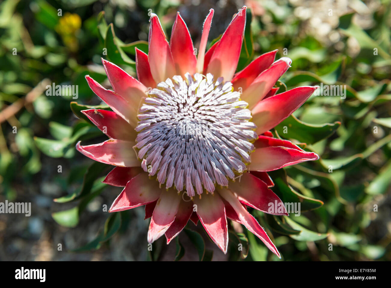 Blütenstand eine Königsprotea (Protea Cynaroides) Kirstenbosch Botanical Garden, Kapstadt, Südafrika Stockfoto