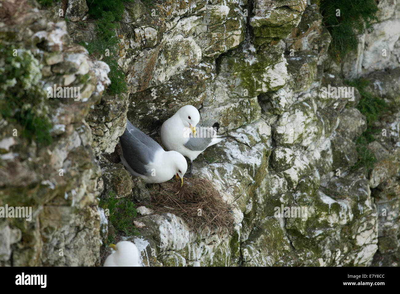 Dreizehenmöwen Nestbau an einer Felswand. Rissa tridactyla Stockfoto