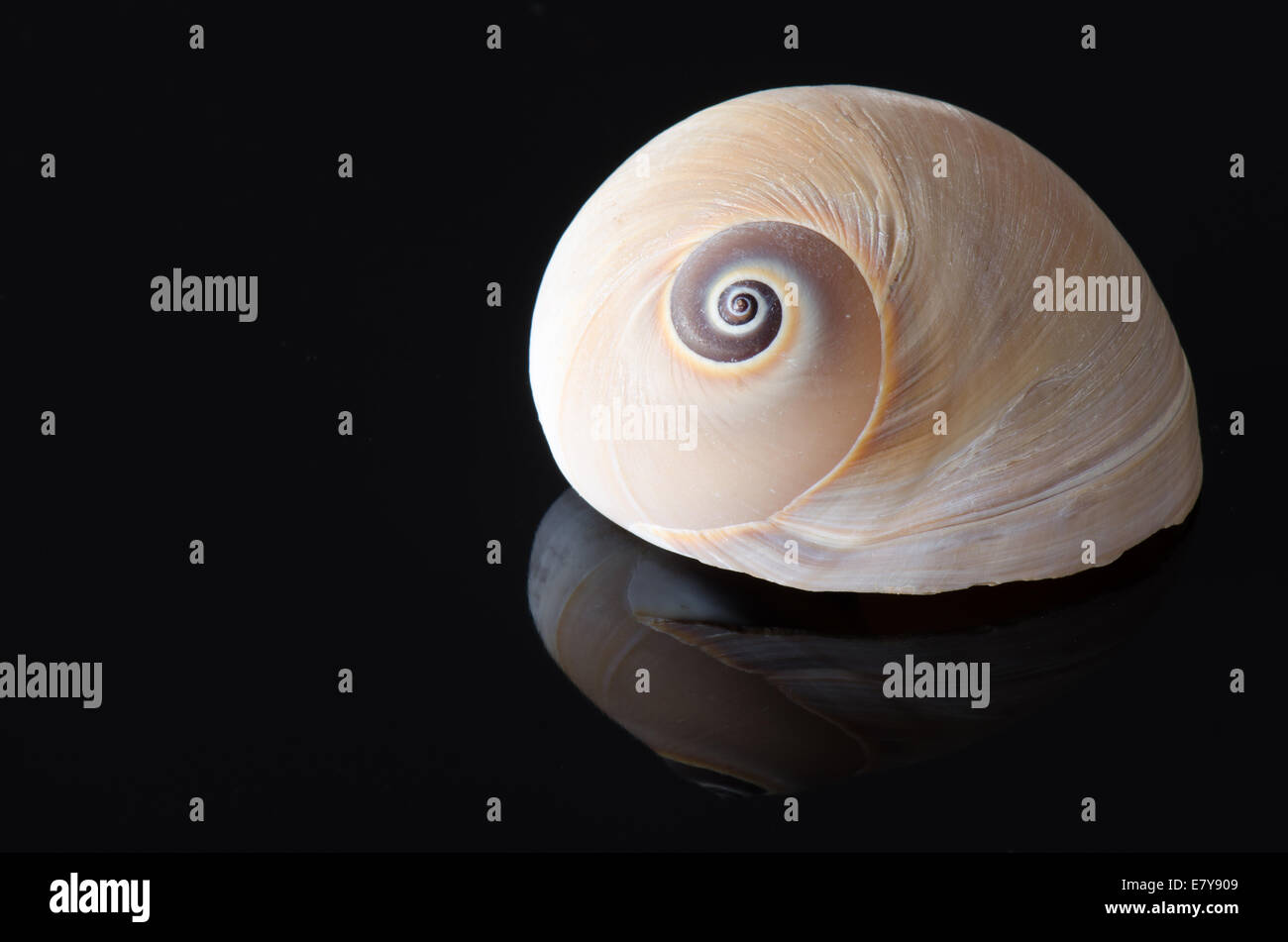 Haie-Auge oder Moon Shell Muschel reflektiert auf eine schwarze Fläche mit viel Kopie Platz für Ihre Nachricht oder text Stockfoto