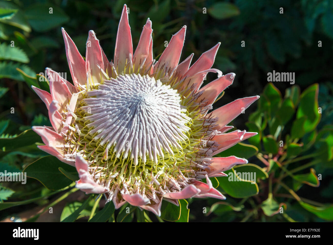 Blütenstand eine Königsprotea (Protea Cynaroides) Kirstenbosch Botanical Garden, Kapstadt, Südafrika Stockfoto