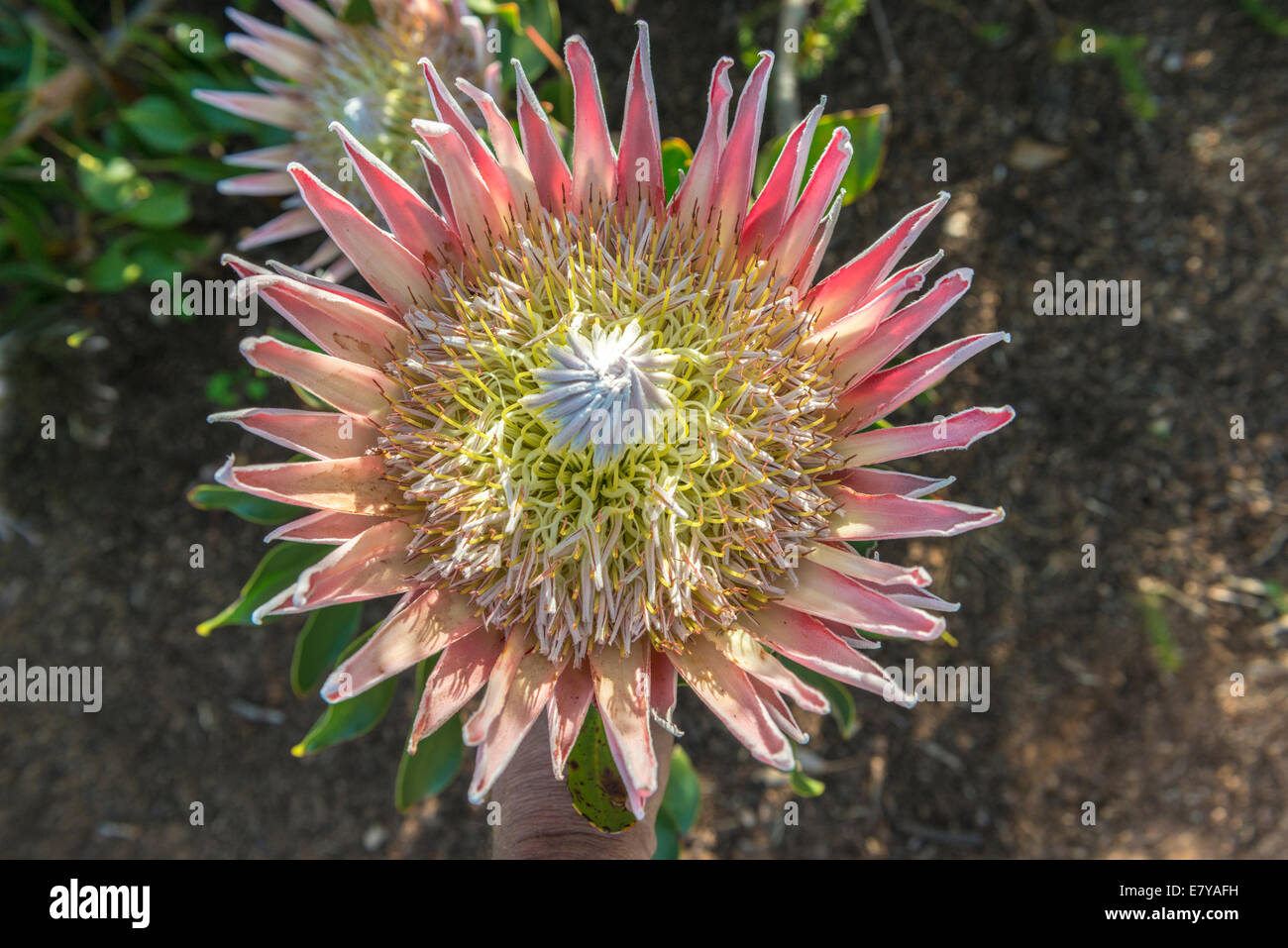 Blütenstand eine Königsprotea (Protea Cynaroides) Kirstenbosch Botanical Garden, Kapstadt, Südafrika Stockfoto