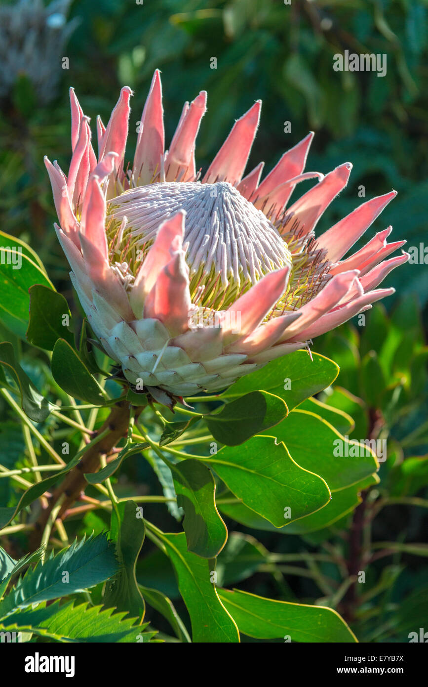 Blütenstand eine Königsprotea (Protea Cynaroides) Kirstenbosch Botanical Garden, Kapstadt, Südafrika Stockfoto