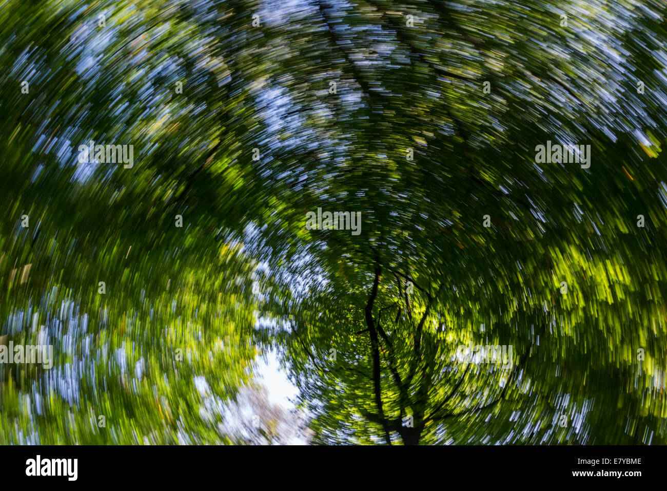 Spin Dreheffekt nachschlagen durch Kiefern Stockfoto
