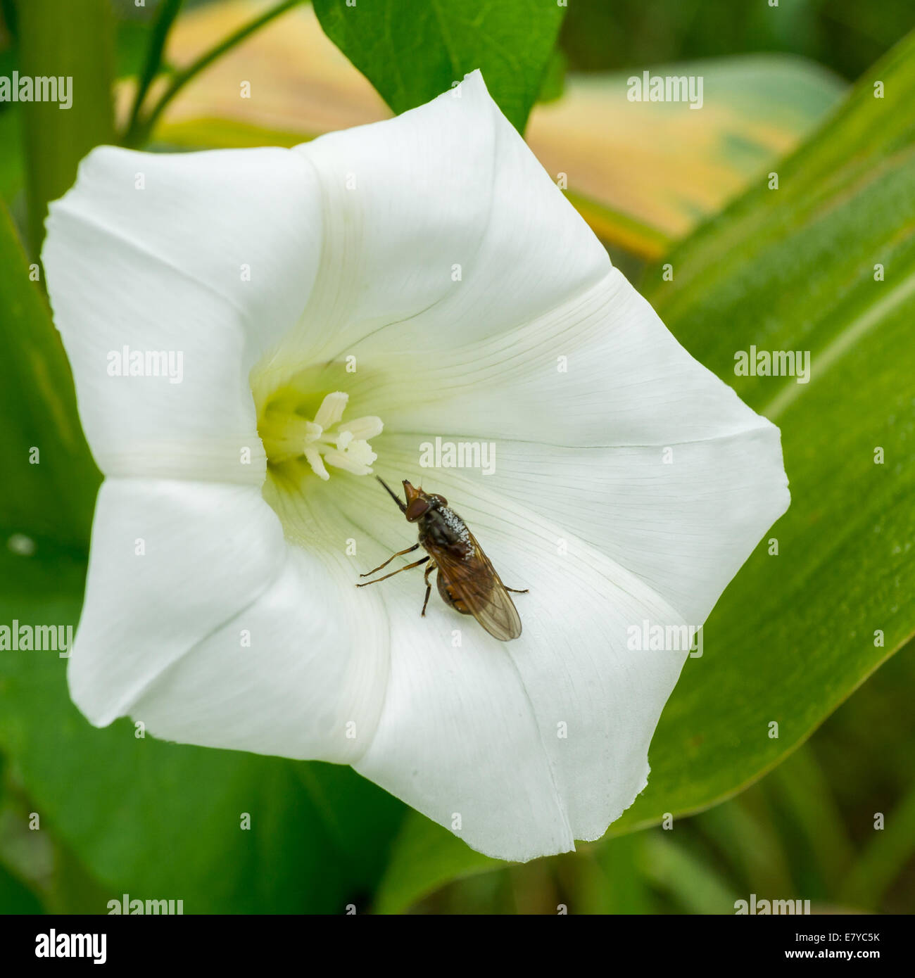 Kleines Insekt ruht auf wilde weiße Blume Stockfoto