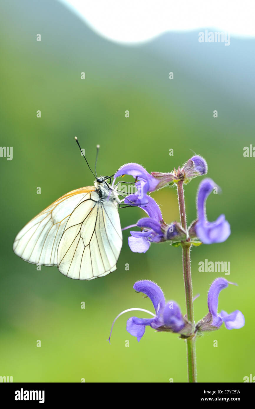 Schwarz-veined White Butterfly (Aporia Crataegi) Schlafplatz auf einer Wiese Salbei (Salvia Pratensis). Stockfoto