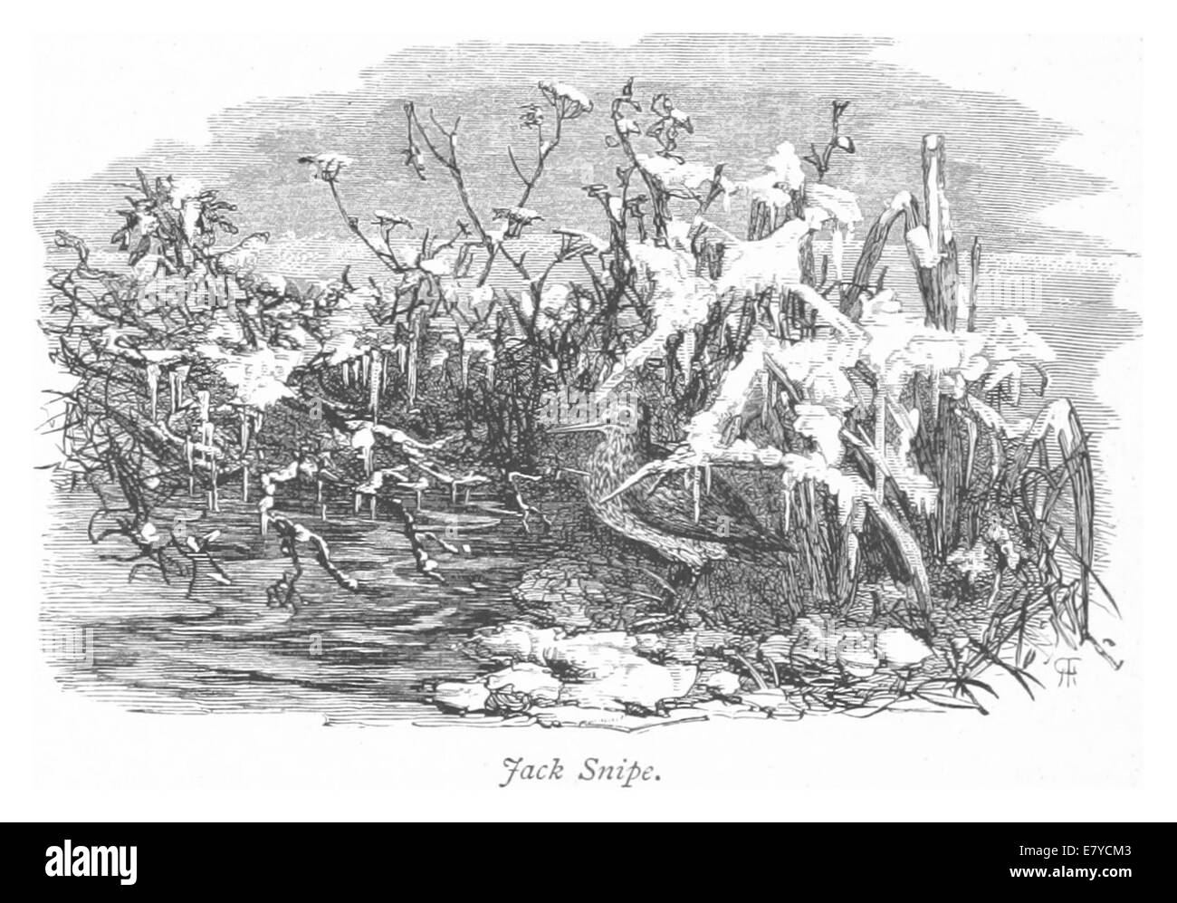 Diese Illustration von *RO* aus dem Jahr 1875 zeigt einen Jack Snipe, einen kleinen Watvogel, der häufig in Feuchtgebieten zu finden ist, und hebt die Besonderheiten und den Lebensraum des Vogels hervor. Stockfoto