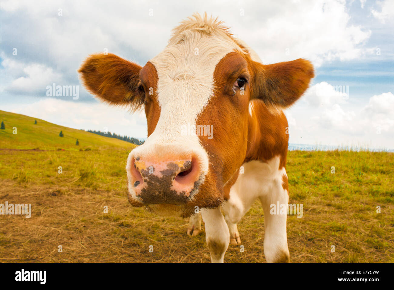 junge braune gefleckte Kuh in den Bergen Stockfoto