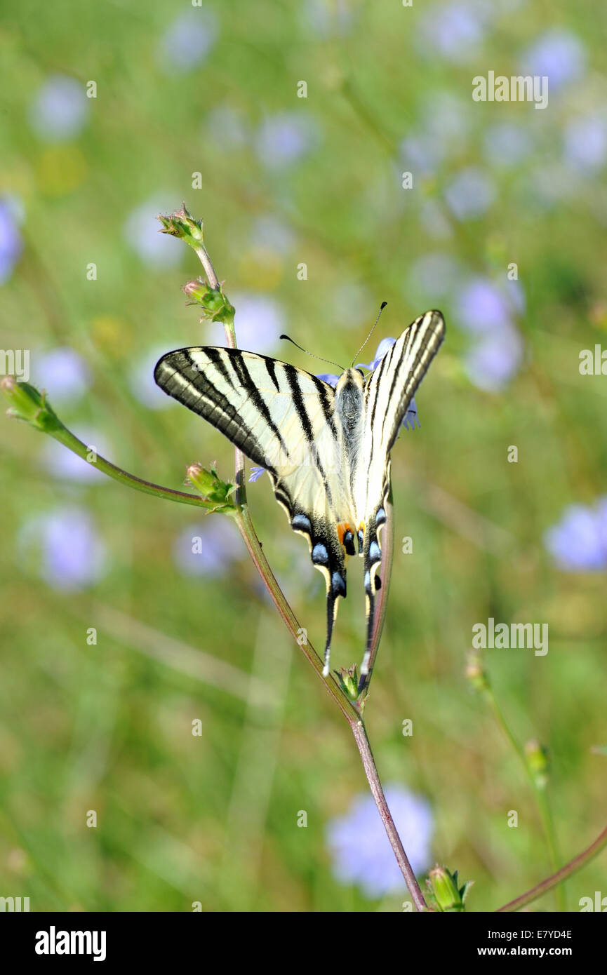 Kanadische Tiger Schwalbenschwanz Schmetterling (Papilio Canadensis), thront auf einem Stiel. Stockfoto