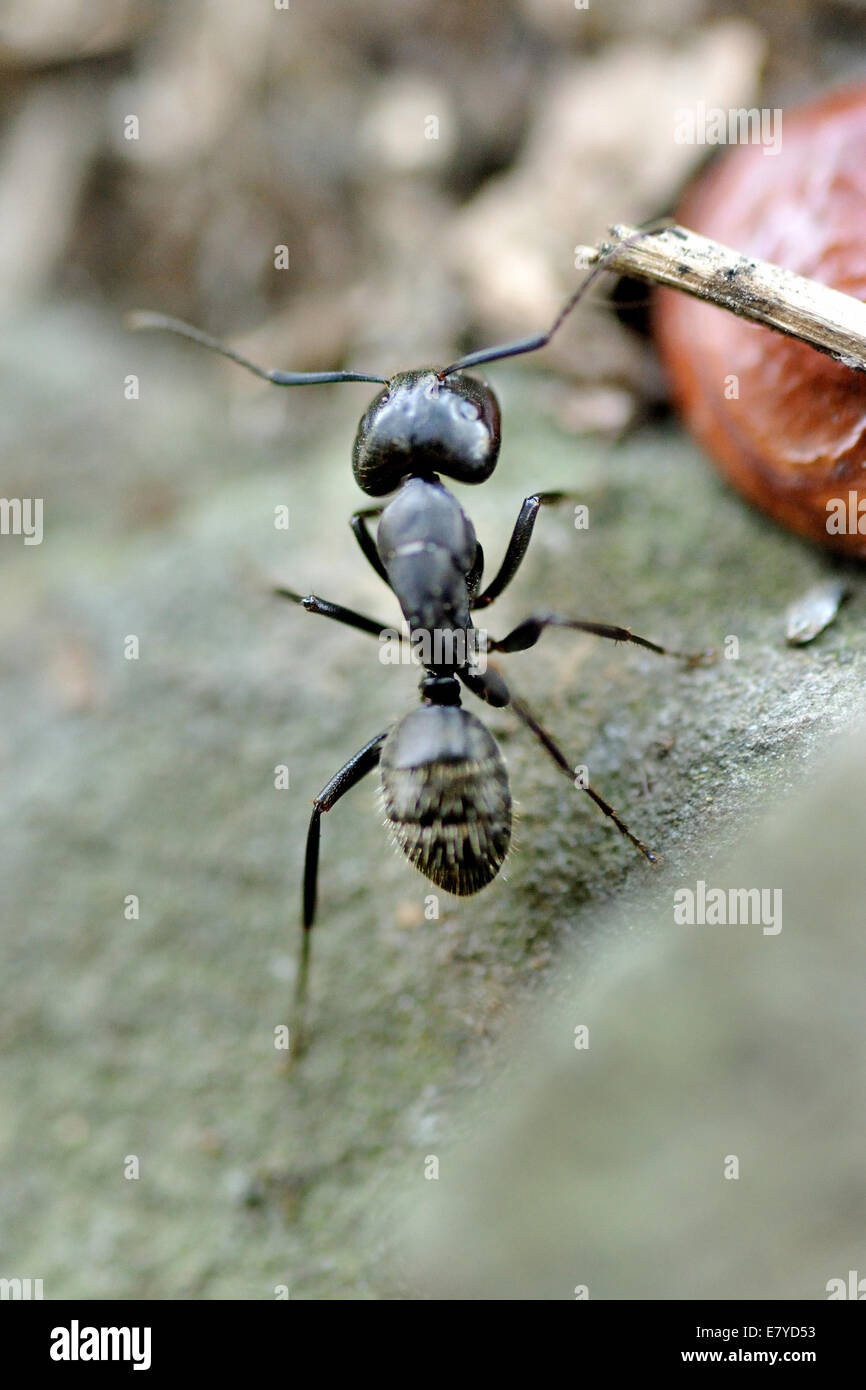 Schwarzer Garten Ameise aufrecht (Lasius Niger), bei der Arbeit. Stockfoto