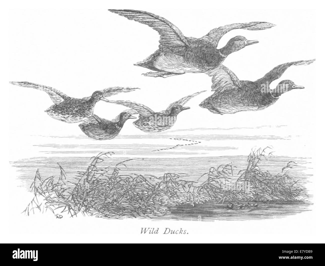 Eine Illustration aus der Ausgabe 1875, die Wildenten zeigt. Die Skizze fängt die natürliche Schönheit dieser Vögel in ihrem Lebensraum ein und spiegelt den künstlerischen Stil der Zeit wider. Stockfoto