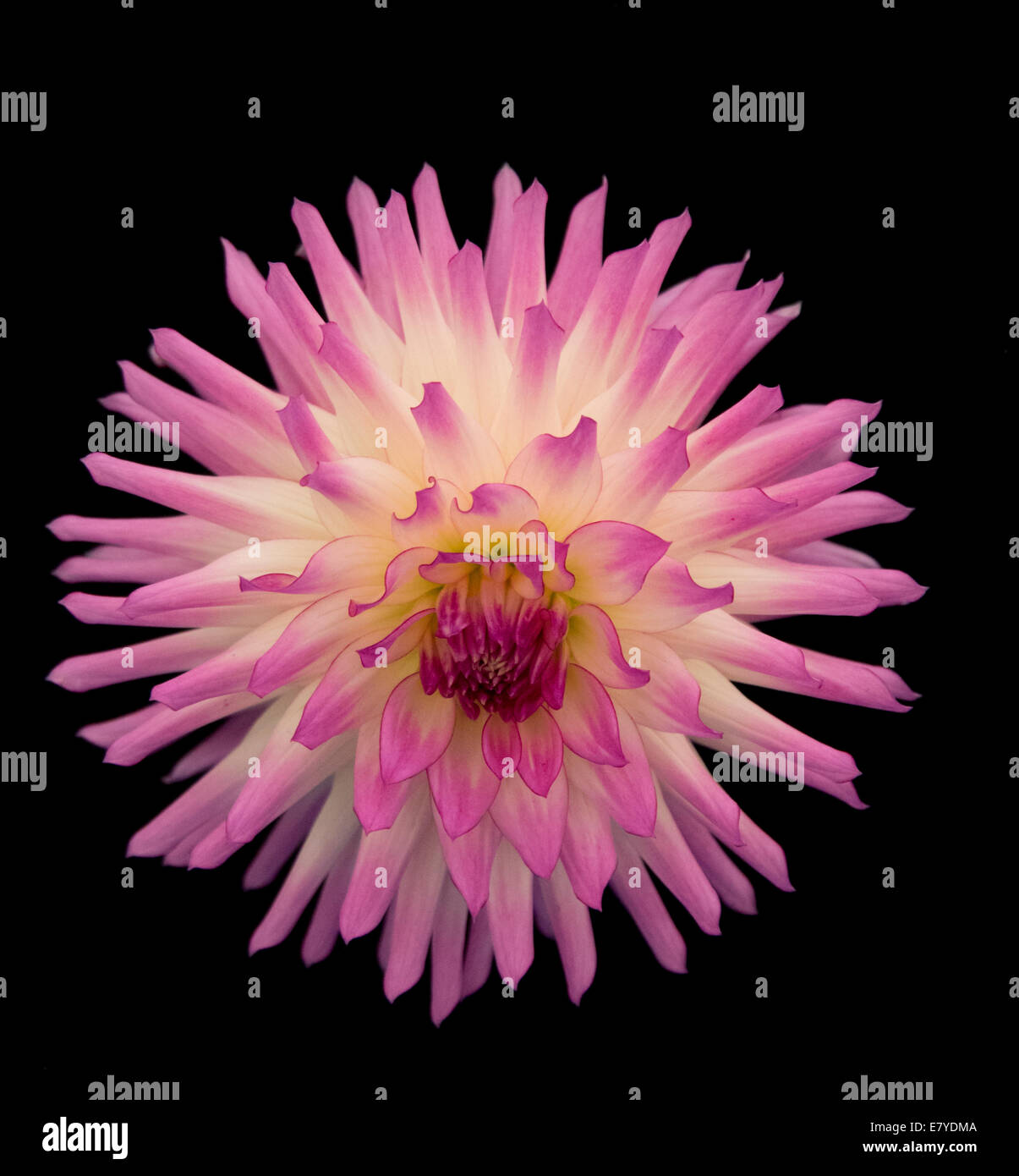 Malvern, Worcestershire, UK, 26. September 2014.  Nationalen Dahlia Society-Display auf der Malvern-Herbst-Show. Die Malvern-Herbst-Show für die Öffentlichkeit öffnet morgen (Samstag). Bildnachweis: Ian Thwaites/Alamy Live-Nachrichten Stockfoto