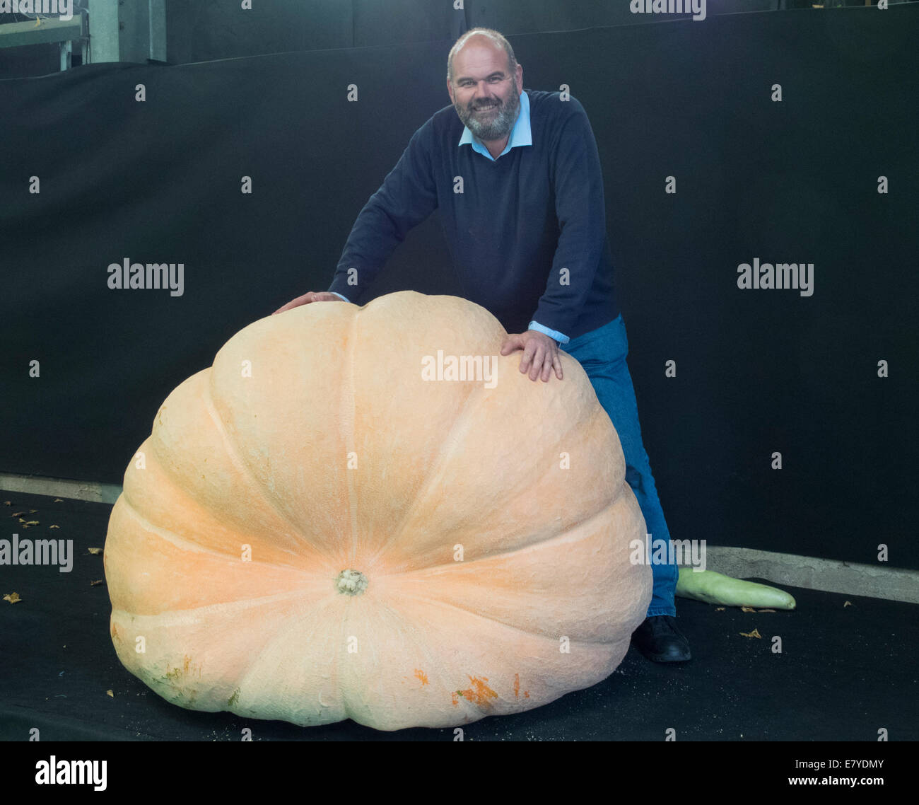 Malvern, Worcestershire, UK, 26. September 2014.  David Thomas mit seiner riesigen Kürbis mit 457Kg an die Malvern Herbst die Malvern Herbst-Show für das Publikum geöffnet von morgen (Samstag). Bildnachweis: Ian Thwaites/Alamy Live-Nachrichten Stockfoto