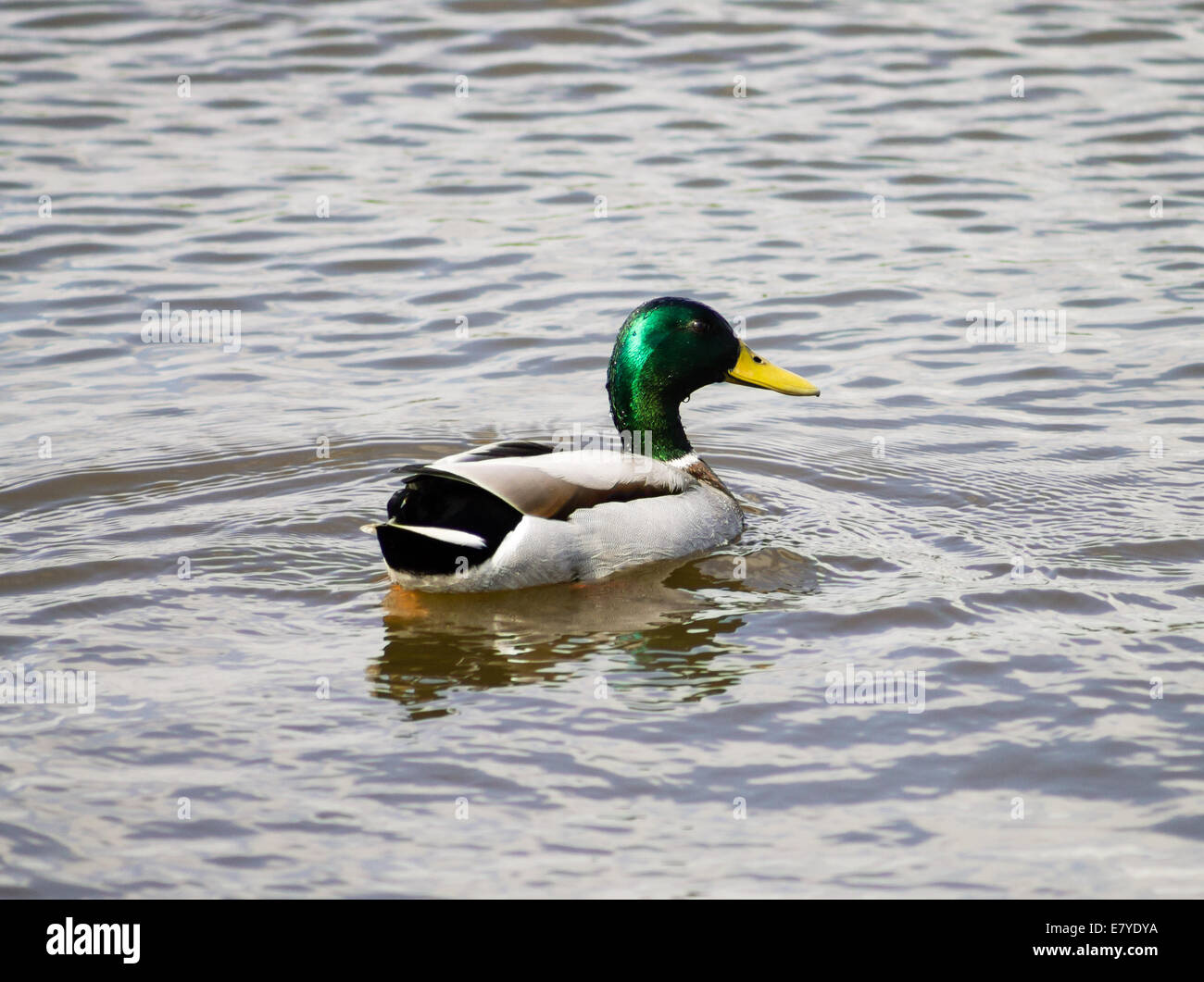 Stockente Drake Schwimmen im Teich. Stockfoto