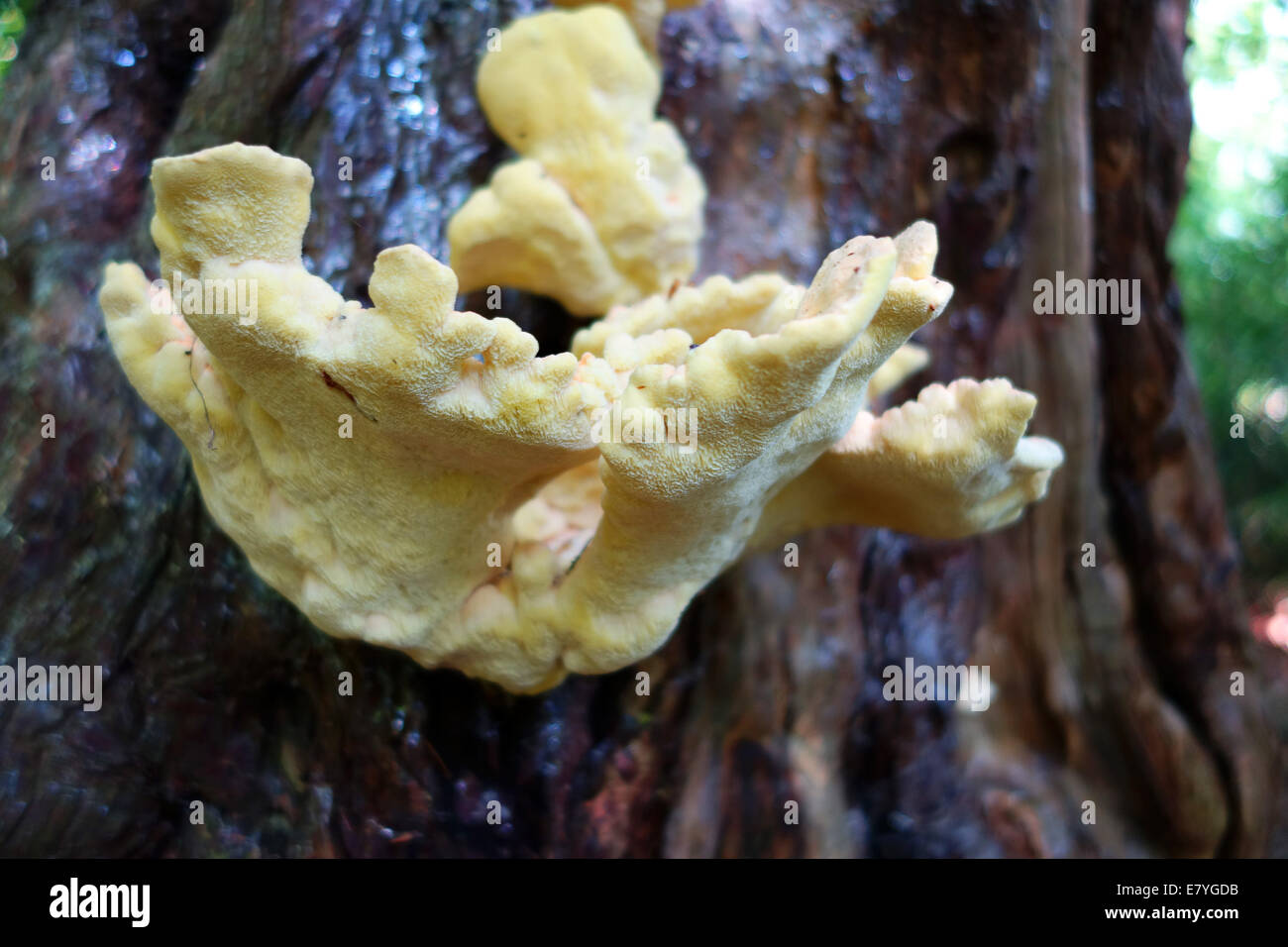Von den Wäldern Pilze Musroom wachsen auf Eibe Baum Uk Huhn Stockfoto