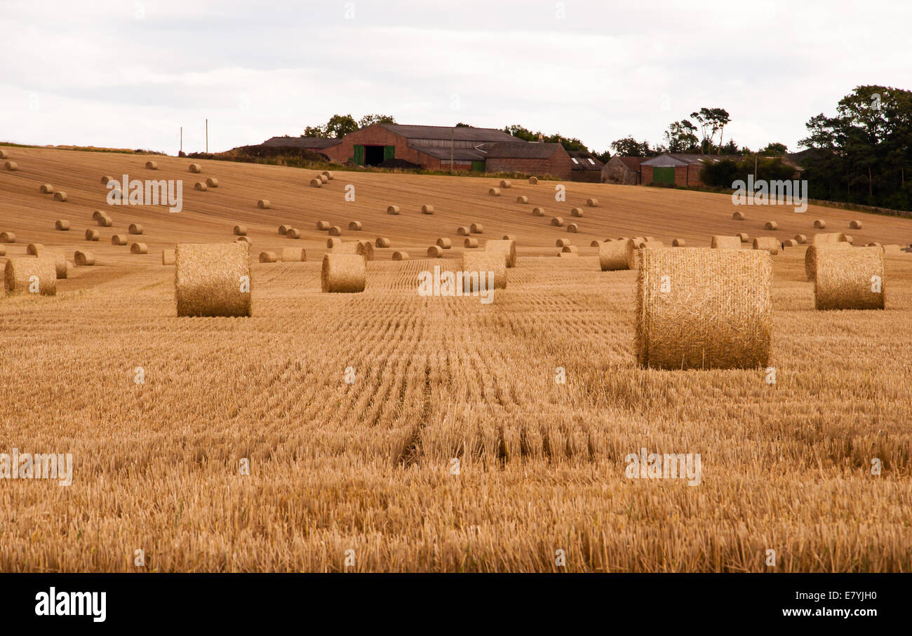 Feld voller Strohballen Stockfoto