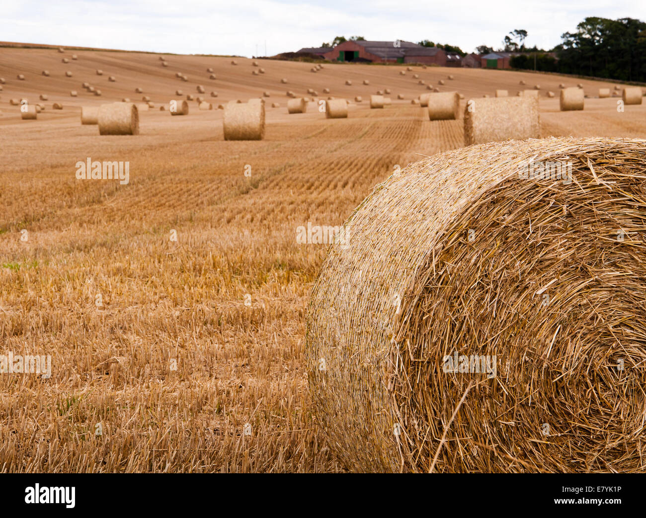 Feld voller Strohballen Stockfoto