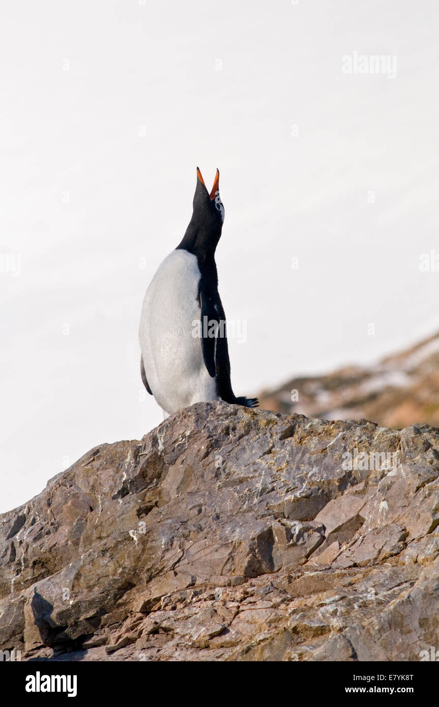 Ein Gentoo Penguin (Pygoscelis Papua) lassen einen Aufruf an einem steinigen Strand in der Antarktis Stockfoto