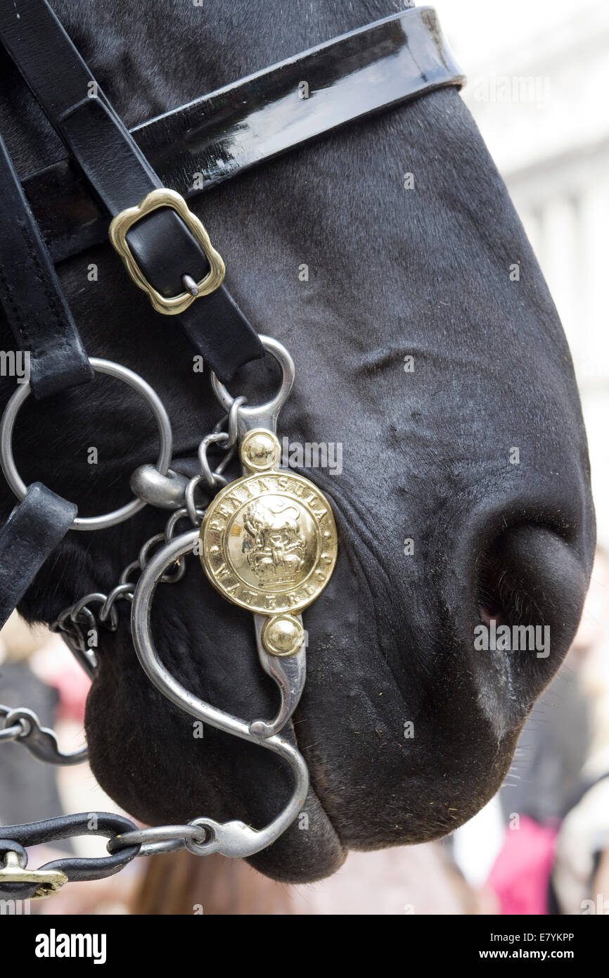 Nahaufnahme des Kopfes eines der Wachposten an der Horseguards Parade in London England Königinnen-Pferde Stockfoto