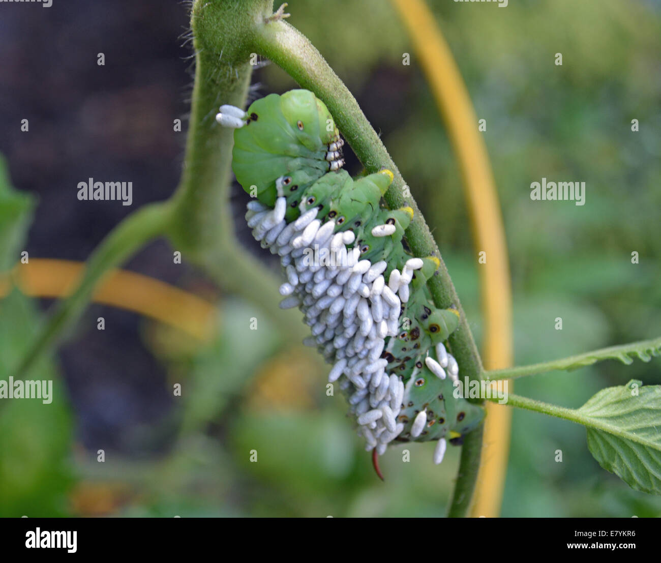Worm eggs -Fotos und -Bildmaterial in hoher Auflösung – Alamy