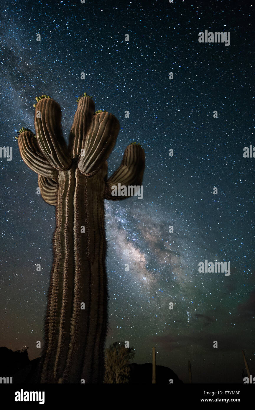 Ein Saguaro-Kaktus steht der Wüste von Arizona unter der Milchstraße. Stockfoto