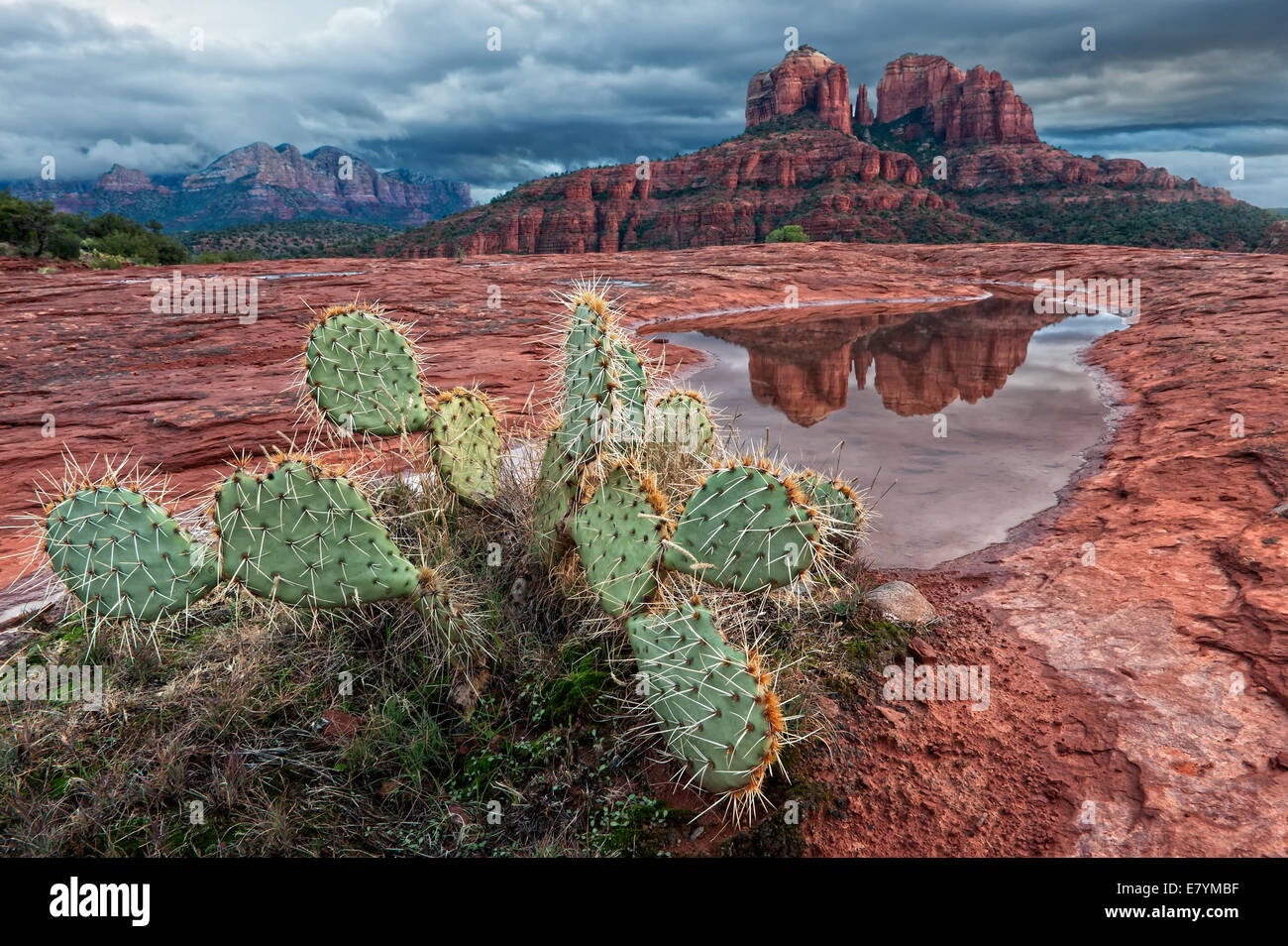 Cathedral Rock spiegelt sich in einem Pool von Regenwasser in der Nähe von Sedona, Arizona. Stockfoto