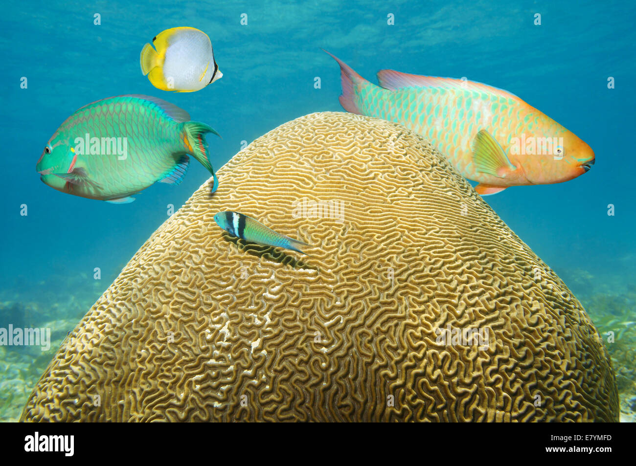 Hirnkoralle unter Wasser mit bunten tropischen Fischen Stockfoto