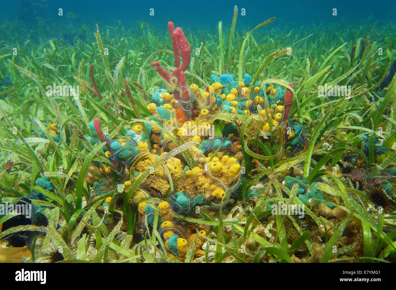Bunte Schwämme unter Wasser umgeben von Seegras auf dem Meeresboden des karibischen Meeres Stockfoto