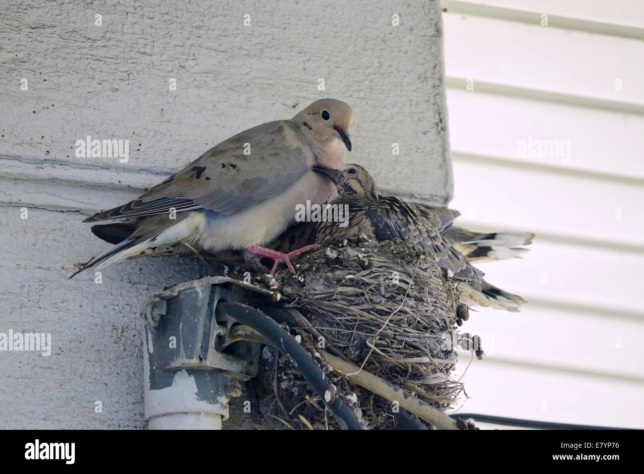 Mourning Dove mit Küken. Alten Robins Nest für den Nestbau verwendet. Stockfoto