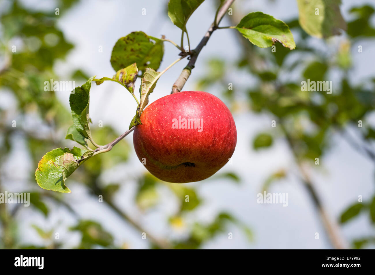 Malus 'Rubinola'. Tafelapfel am Baum. Stockfoto