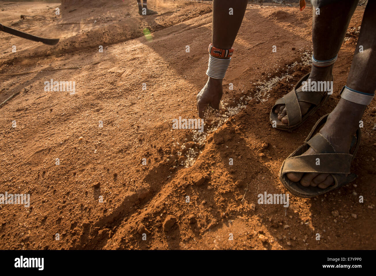 Samburu Frauen hacken bei West Gate Conservancy in Nordkenia Acacia Reficiens, ein n invasiven Arten, die Nährstoffe saugt Stockfoto