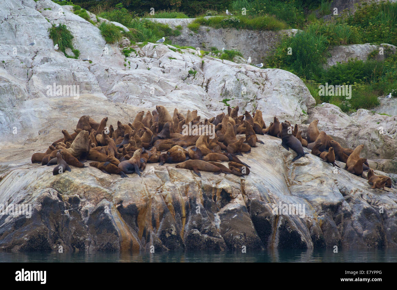 Eine Kolonie von Steller Seelöwen (Eumetopias Jubatus) auf der Südinsel Marmor in Glacier Bay Nationalpark, Alaska. Stockfoto