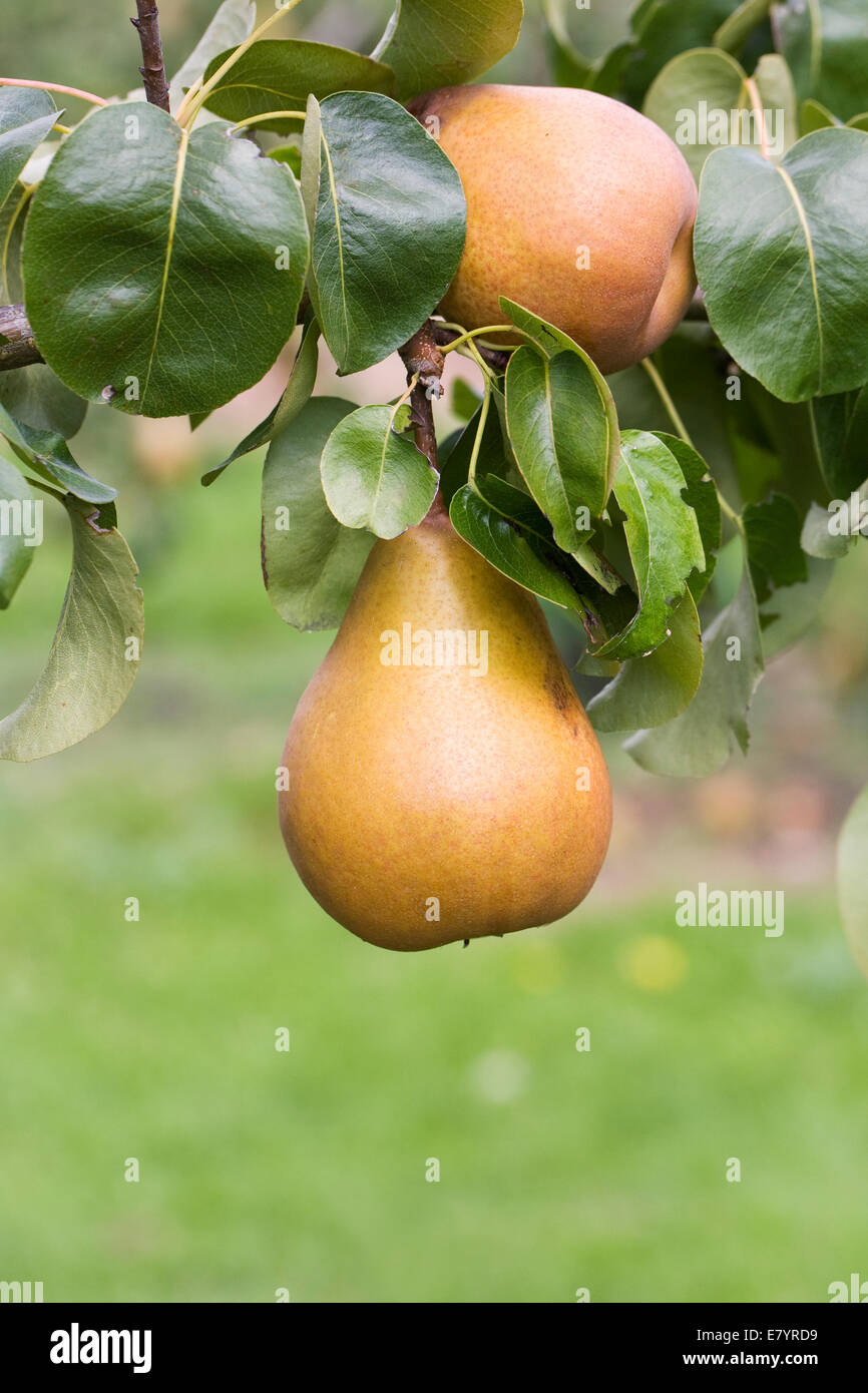 Pyrus Communis "Beurre Hardy' wächst in einem englischen Obstgarten. Stockfoto