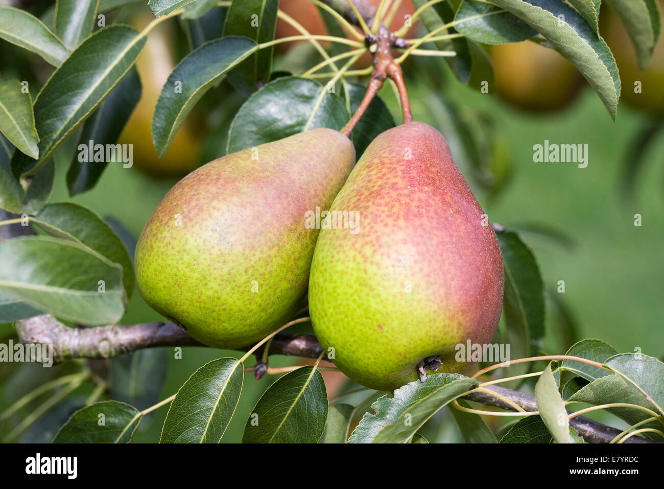 Pyrus Communis "Louise Bonne von Jersey" wächst in einem englischen Obstgarten. Stockfoto