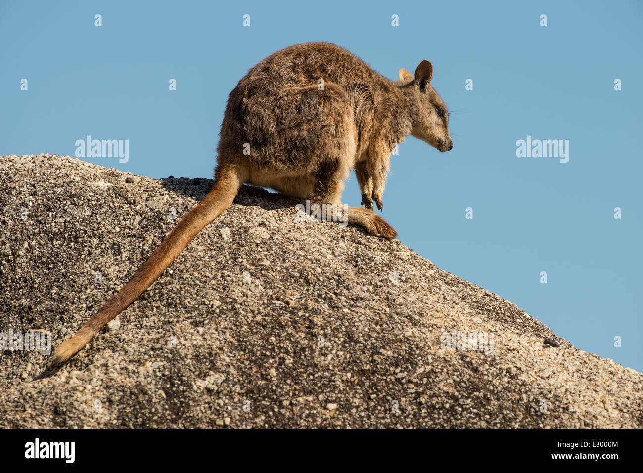 Stock Foto von Mareeba schlichten Rock Wallaby sitzen oben auf einem Felsblock. Stockfoto
