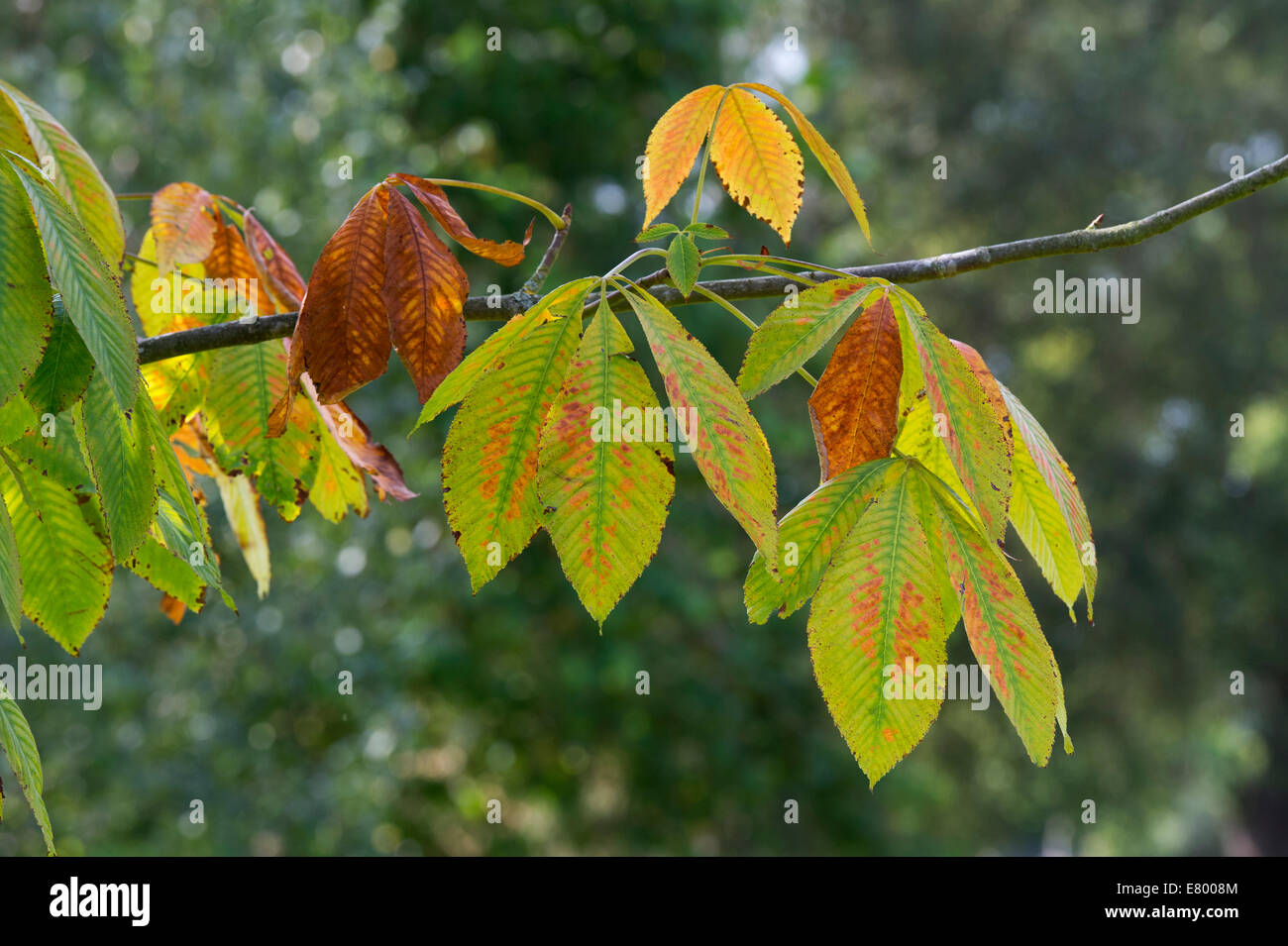Aesculus Turbinata. Japanische Rosskastanie Baum Blätter im Herbst Farbwechsel Stockfoto