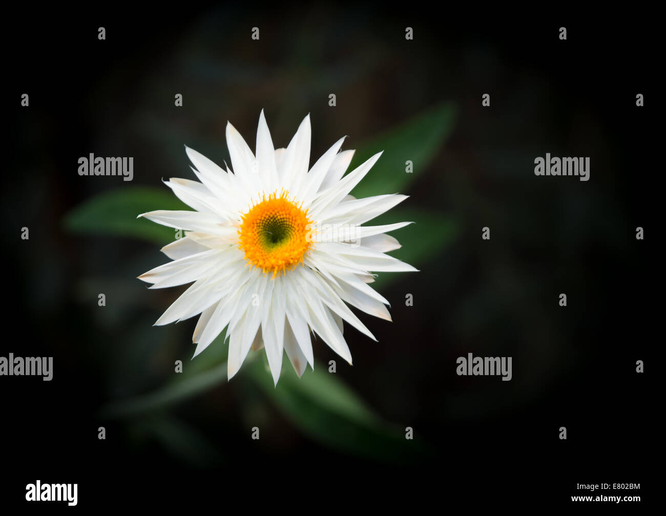 Weiße ewige Blume isoliert auf schwarz Stockfoto
