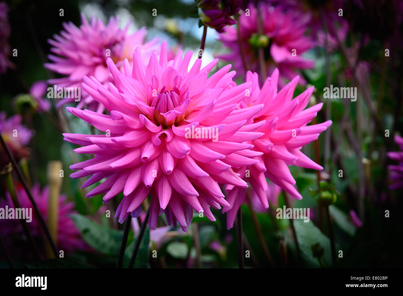 Rosa Dahlien und Laub in einem herbstlichen Garten. Schweden im September. Stockfoto