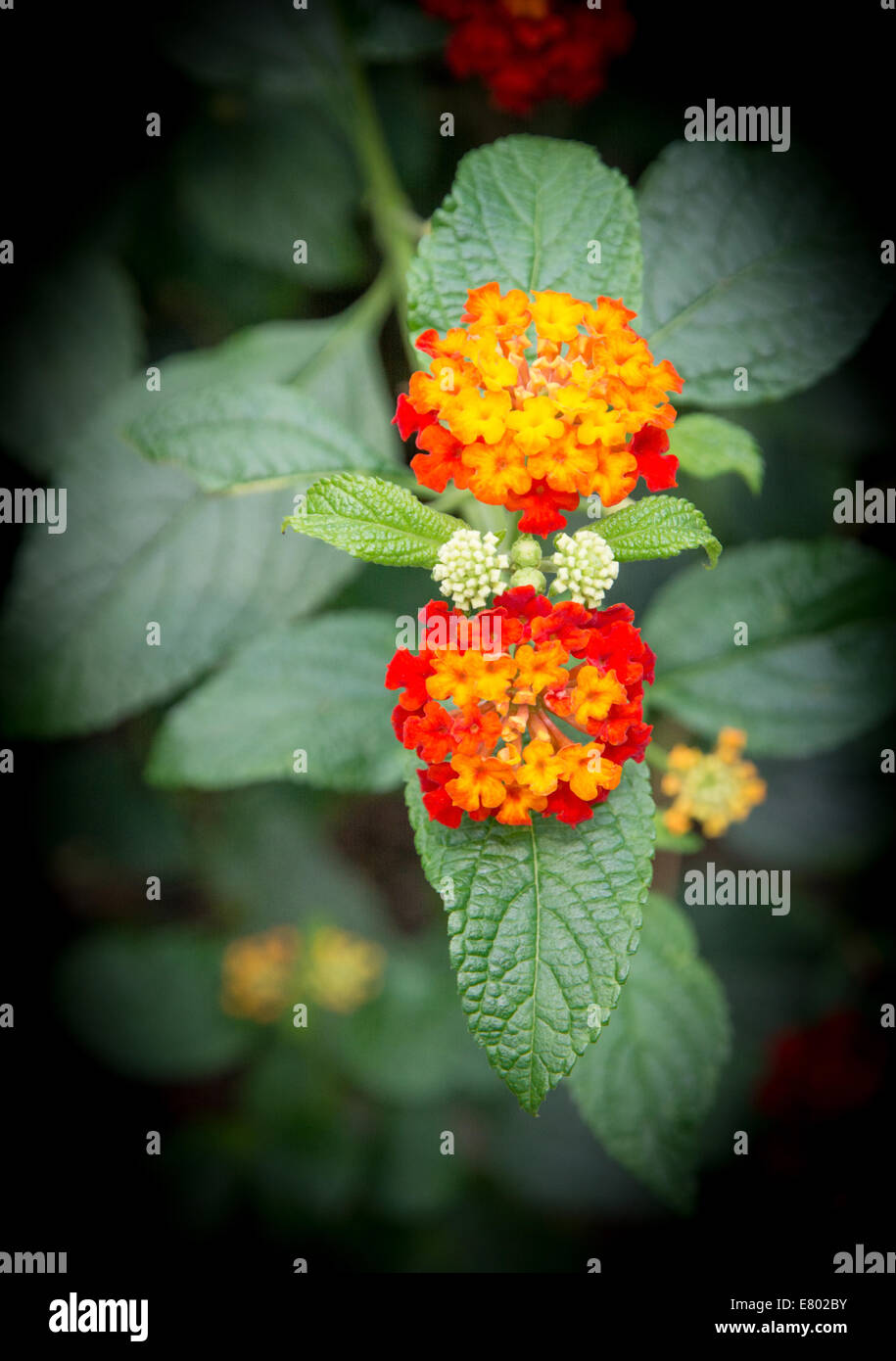 Wildtyp spanische Flagge Eisenkraut, Lantana Camara, auf schwarz Stockfoto