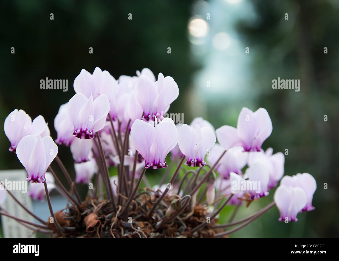 Alpenveilchen mit allerlei kleine lila Blüten in einem Topf. Stockfoto