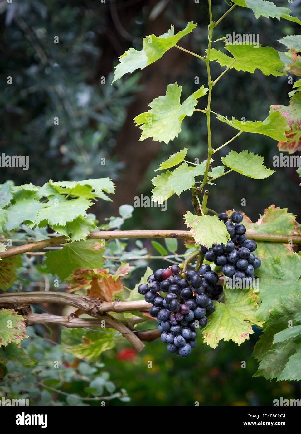 Trauben am Rebstock bestand im mediterranen Weinberg im September. Stockfoto