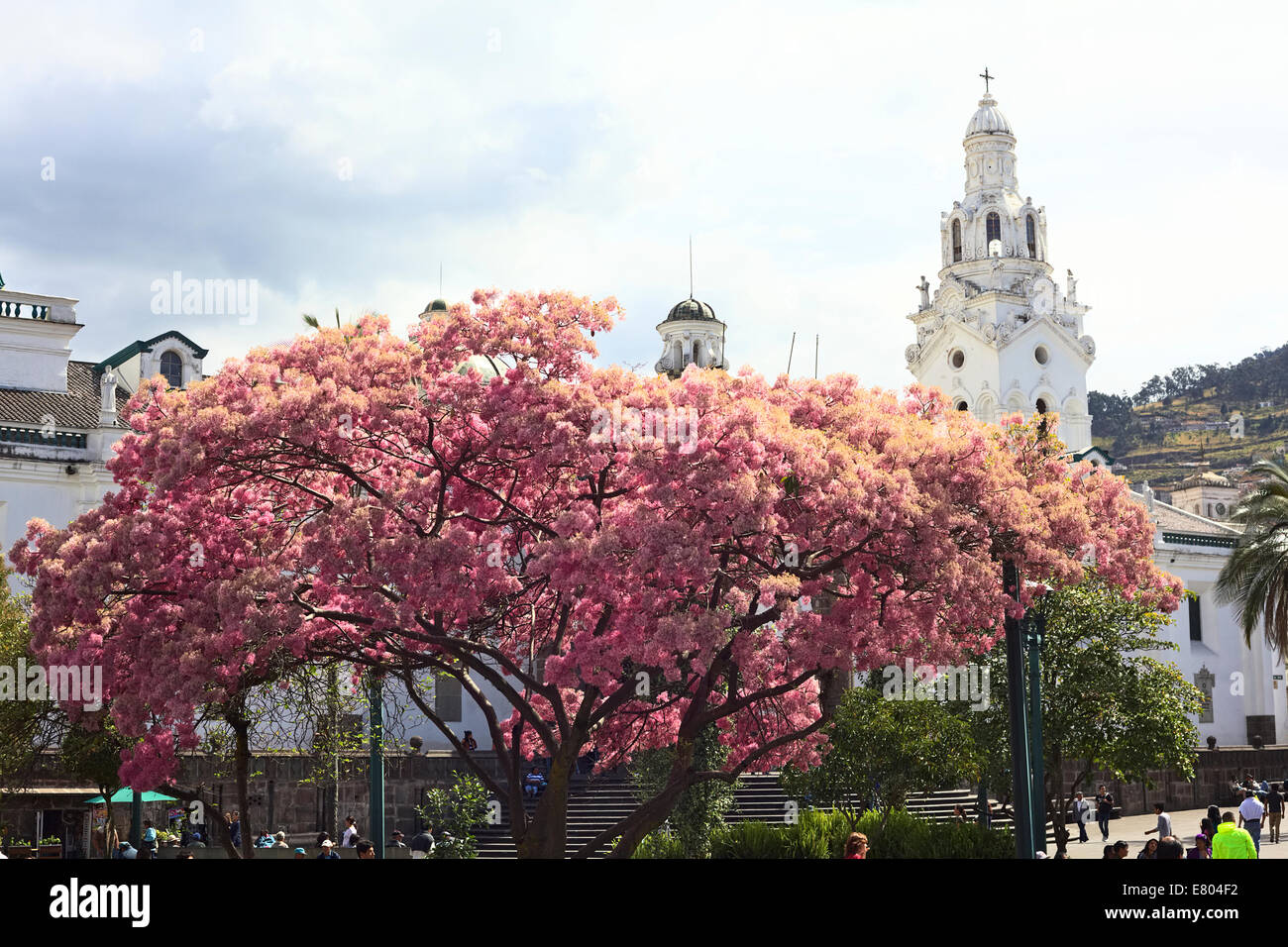 Baum mit rosa Blüten auf Plaza Grande (Hauptplatz) mit dem Turm der Kathedrale in Quito, Ecuador Stockfoto