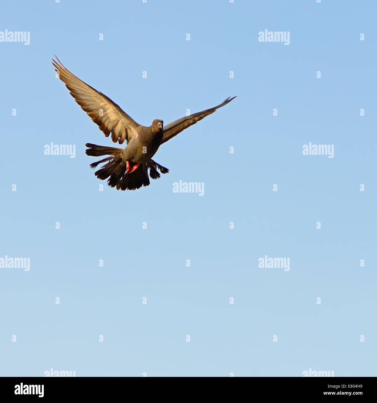 Felsentaube oder Felsen-Taube (Columba Livia) mit Flügel im Flug auf blauen Himmel erhoben Stockfoto